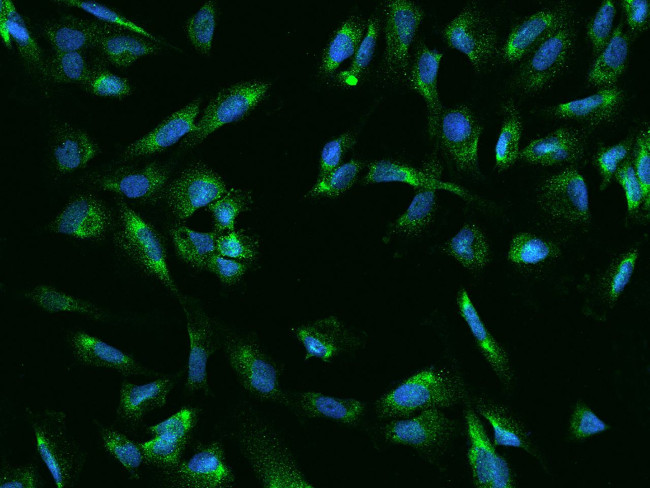 UCKL1 Antibody in Immunocytochemistry (ICC/IF)