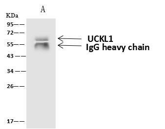 UCKL1 Antibody in Immunoprecipitation (IP)