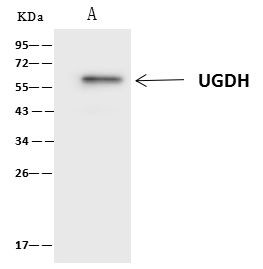 UGDH Antibody in Immunoprecipitation (IP)