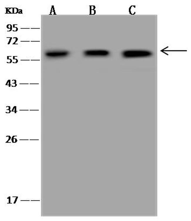 UGDH Antibody in Western Blot (WB)