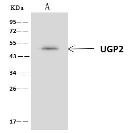 UGP2 Antibody in Immunoprecipitation (IP)