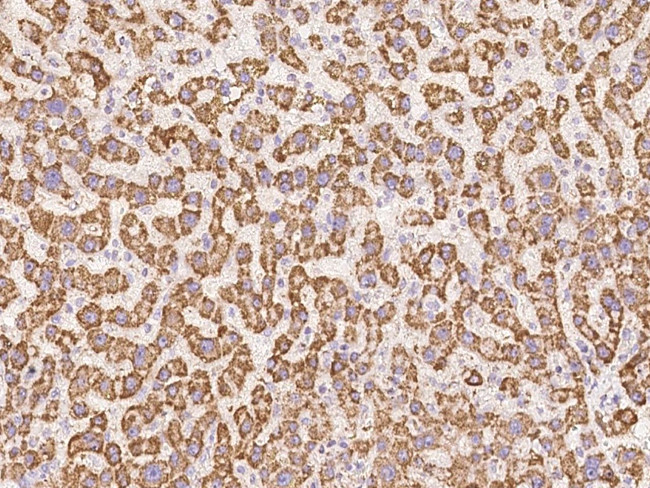 UQCRB Antibody in Immunohistochemistry (Paraffin) (IHC (P))