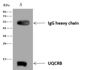 UQCRB Antibody in Immunoprecipitation (IP)