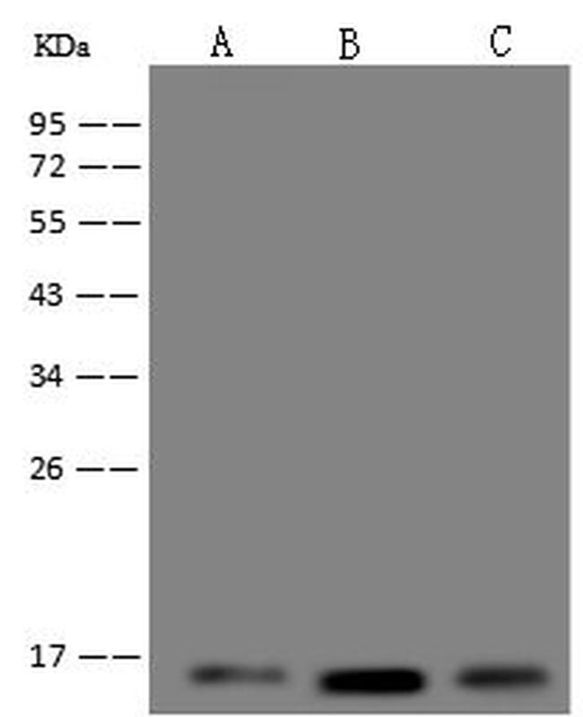 UQCRB Antibody in Western Blot (WB)