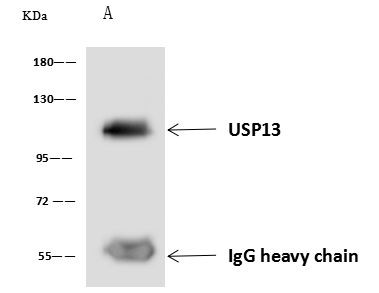 USP13 Antibody in Immunoprecipitation (IP)