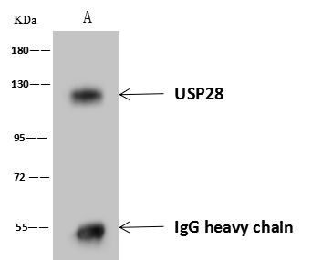 USP28 Antibody in Immunoprecipitation (IP)