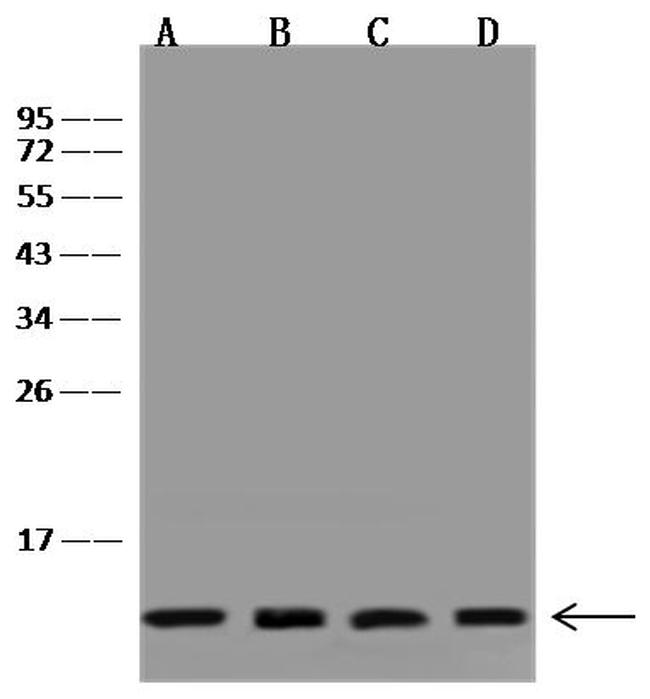 VAMP8 Antibody in Western Blot (WB)