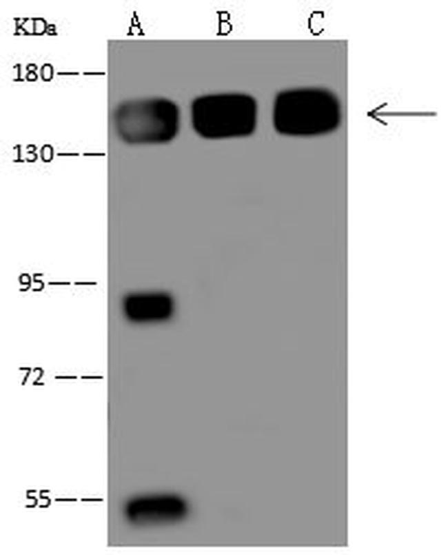 VARS Antibody in Western Blot (WB)