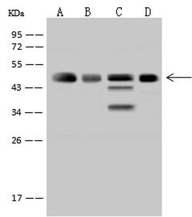 VASP Antibody in Western Blot (WB)