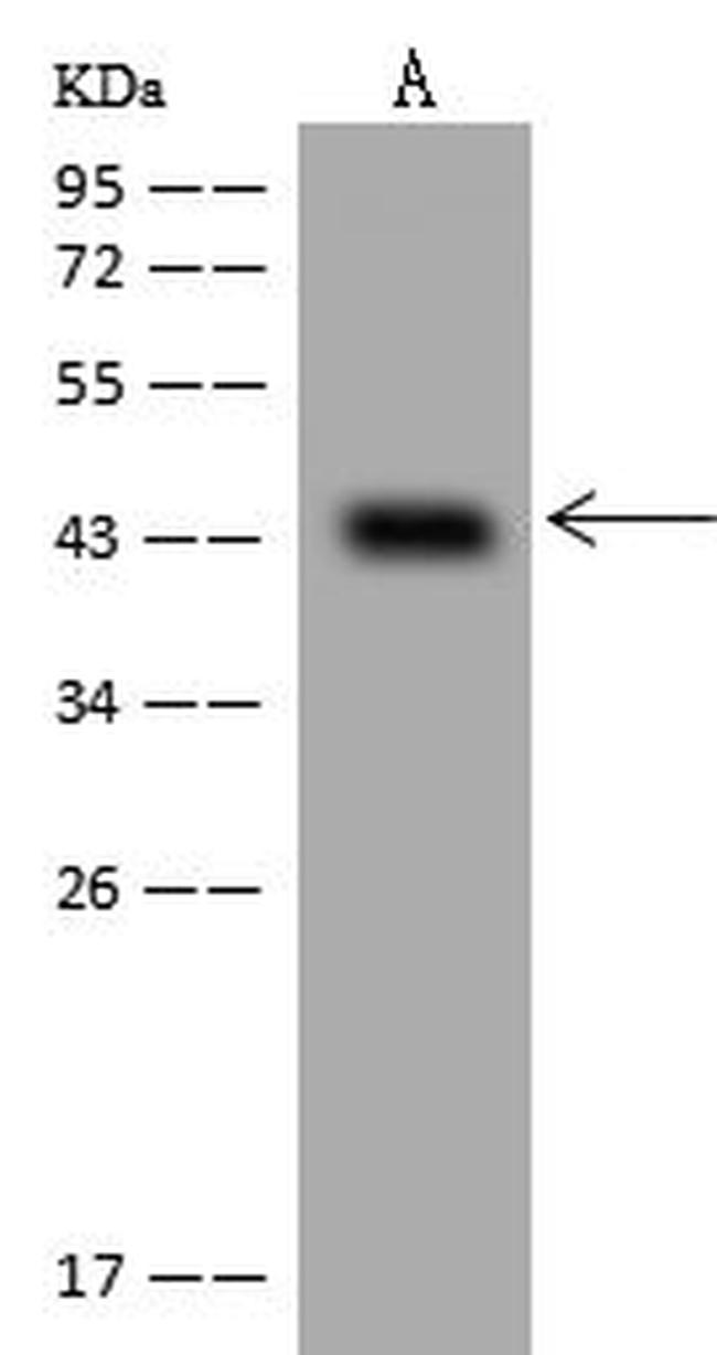 VPS26B Antibody in Western Blot (WB)