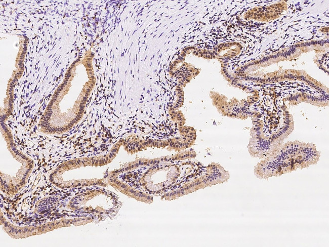 VPS37B Antibody in Immunohistochemistry (Paraffin) (IHC (P))