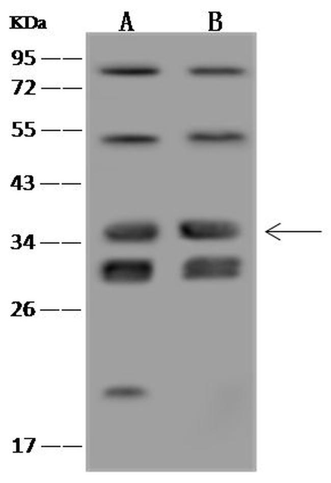 VPS37B Antibody in Western Blot (WB)
