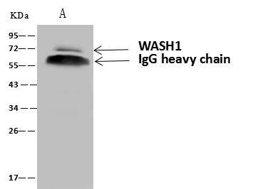 WASH1 Antibody in Immunoprecipitation (IP)