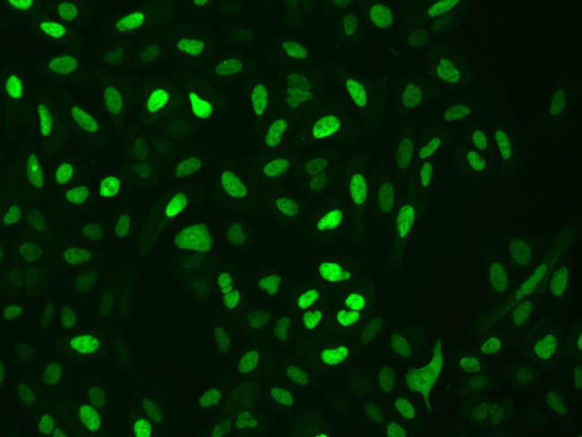 WDR61 Antibody in Immunocytochemistry (ICC/IF)