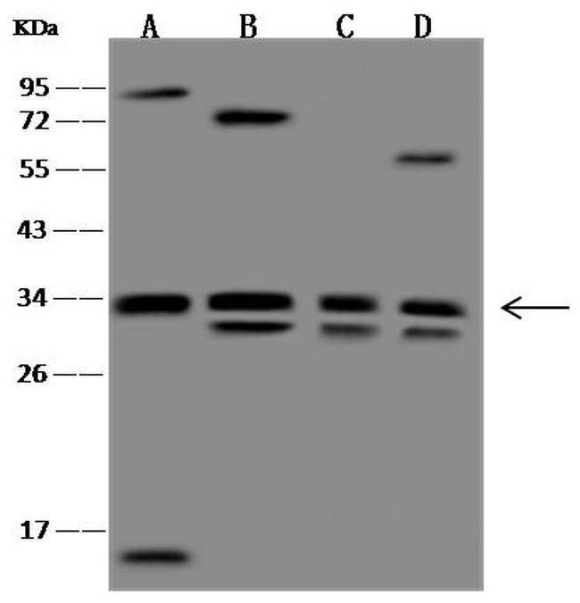 WDR61 Antibody in Western Blot (WB)