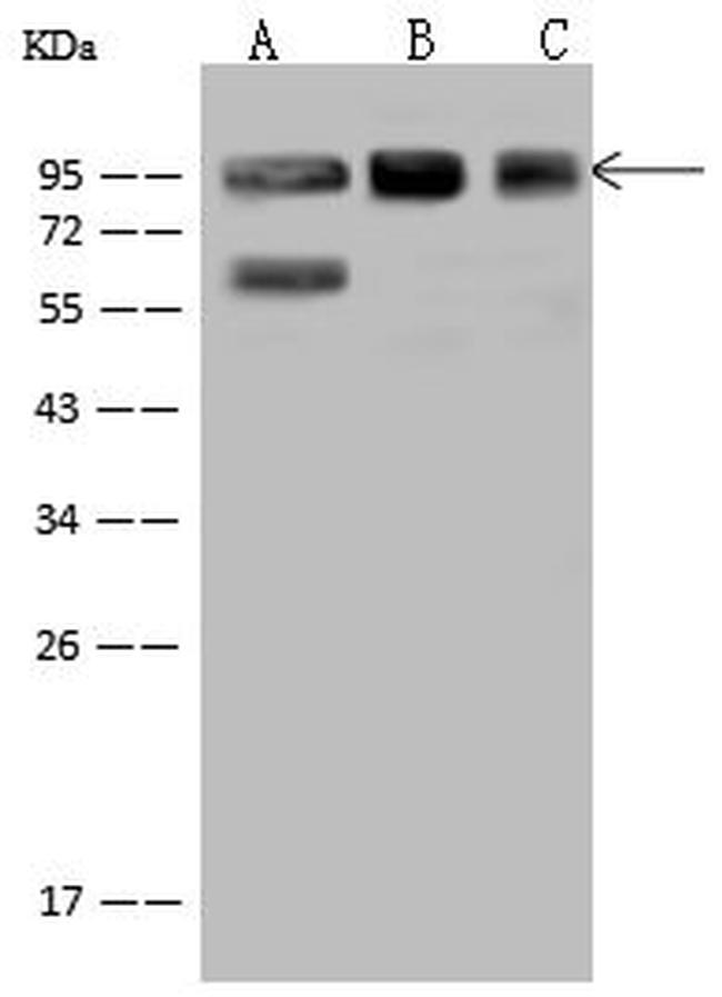 XRCC1 Antibody in Western Blot (WB)