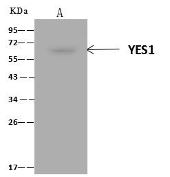 YES1 Antibody in Immunoprecipitation (IP)