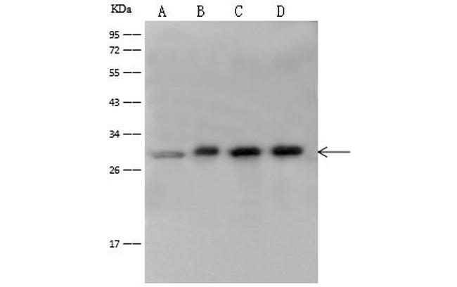 14-3-3 eta Antibody in Western Blot (WB)