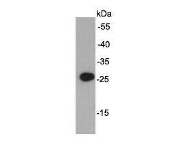 AU1 tag Antibody in Western Blot (WB)