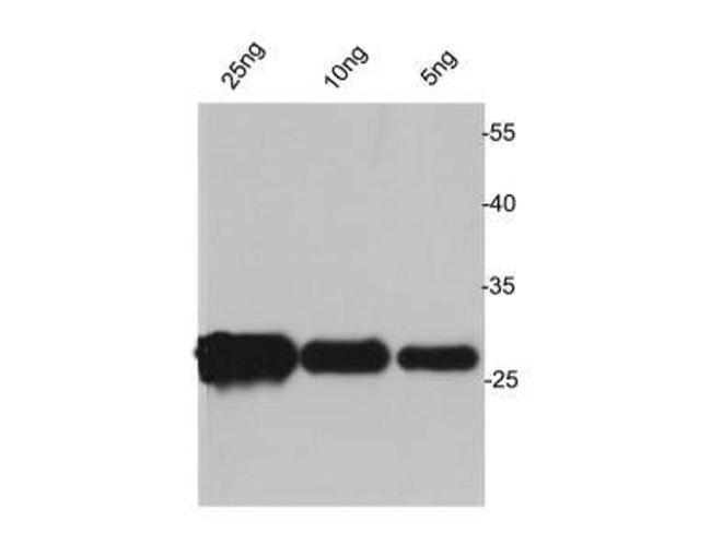 Avi tag Antibody in Western Blot (WB)