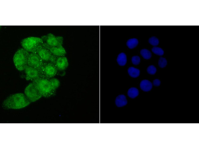 HMGB2 Antibody in Immunocytochemistry (ICC/IF)