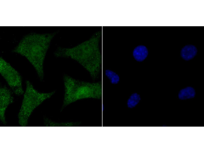 HMGB2 Antibody in Immunocytochemistry (ICC/IF)