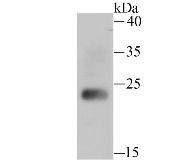 HMGB2 Antibody in Western Blot (WB)