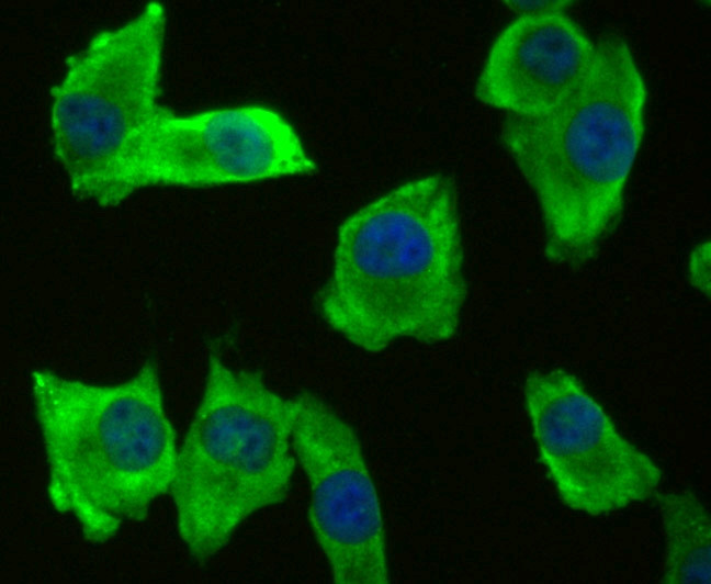 BMAL1 Antibody in Immunocytochemistry (ICC/IF)