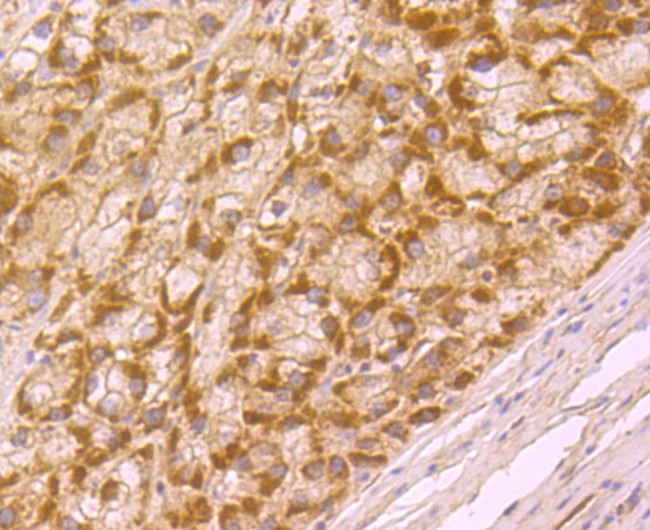 BMAL1 Antibody in Immunohistochemistry (Paraffin) (IHC (P))