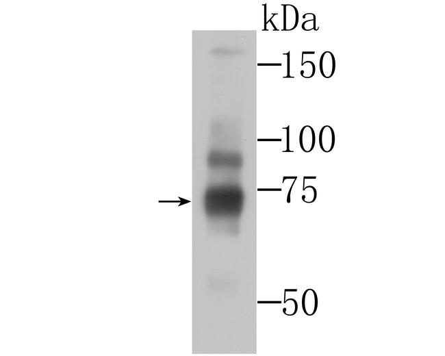 BMAL1 Antibody in Western Blot (WB)