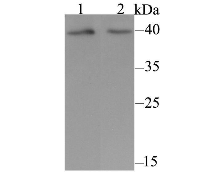 KCNK1 Antibody in Western Blot (WB)