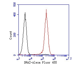 DNA2 Antibody in Flow Cytometry (Flow)