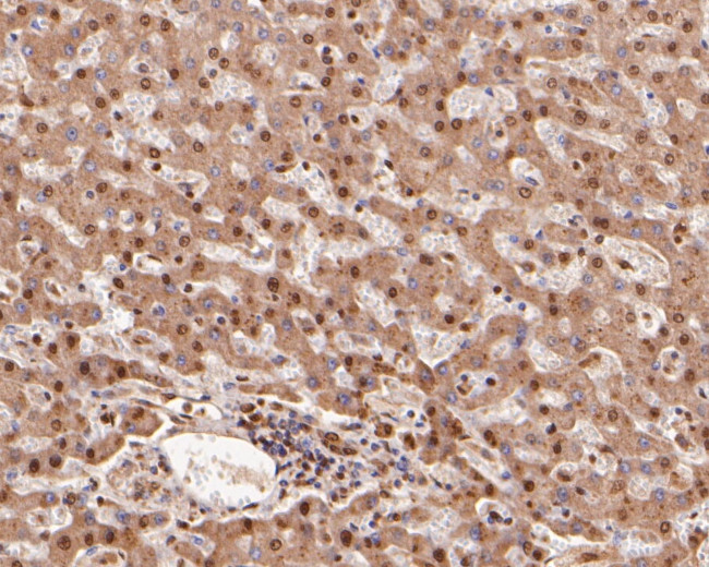 COPS8 Antibody in Immunohistochemistry (Paraffin) (IHC (P))