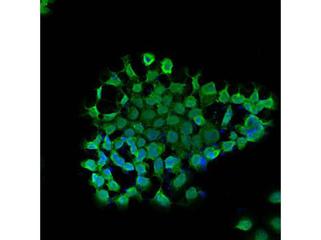 BAG1 Antibody in Immunocytochemistry (ICC/IF)