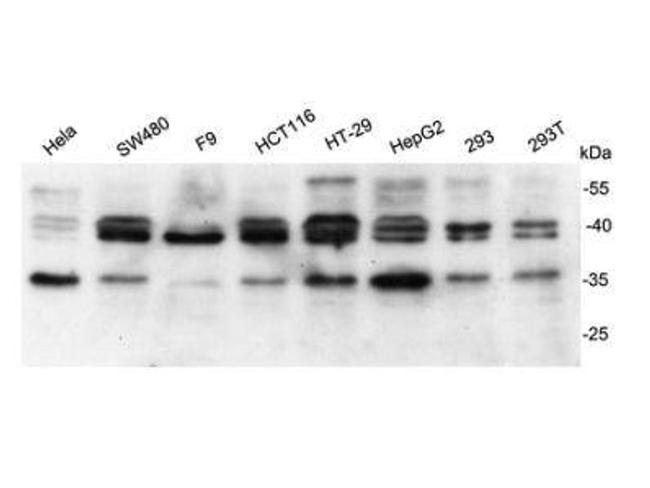 BAG1 Antibody in Western Blot (WB)