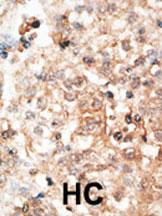Osteocalcin Antibody in Immunohistochemistry (Paraffin) (IHC (P))