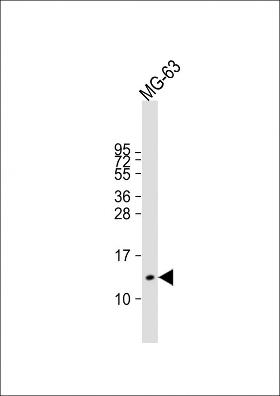 Osteocalcin Antibody in Western Blot (WB)