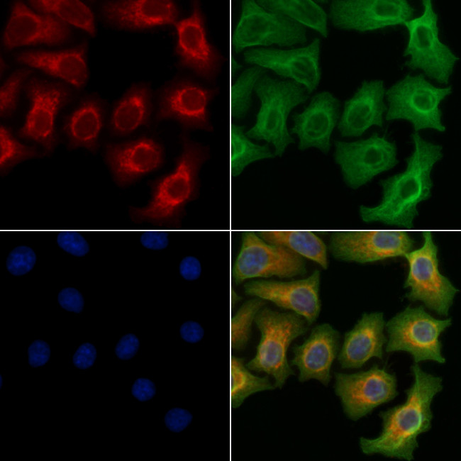 Phospho-RIP2 (Ser176) Antibody in Immunocytochemistry (ICC/IF)