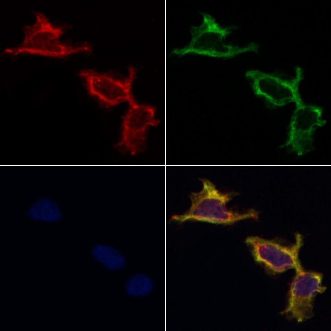 UBA52 Antibody in Immunocytochemistry (ICC/IF)