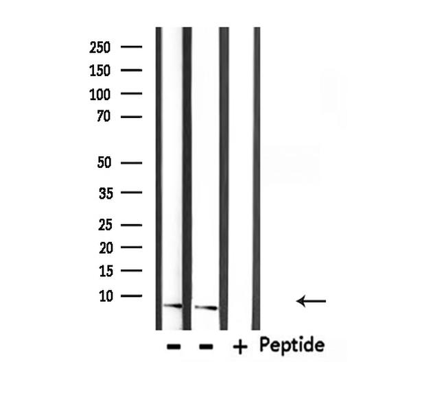 UBA52 Antibody in Western Blot (WB)