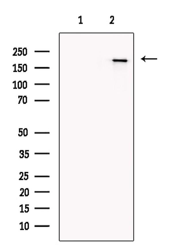 COL14A1 Antibody in Western Blot (WB)