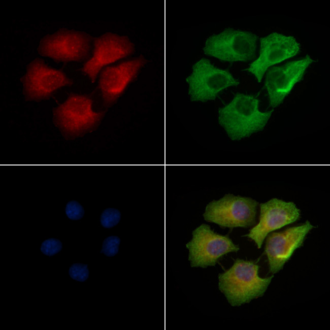 Phospho-Connexin 43 (Tyr265) Antibody in Immunocytochemistry (ICC/IF)