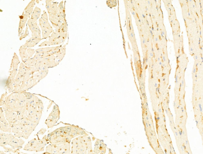 Phospho-Connexin 43 (Tyr265) Antibody in Immunohistochemistry (Paraffin) (IHC (P))