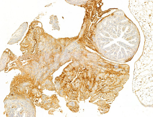 Phospho-Connexin 43 (Tyr265) Antibody in Immunohistochemistry (Paraffin) (IHC (P))