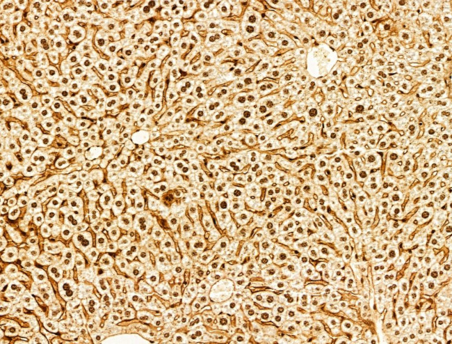 Phospho-FOXO3A (Ser253) Antibody in Immunohistochemistry (Paraffin) (IHC (P))