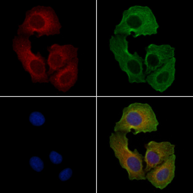 Phospho-JNK1/JNK2/JNK3 (Thr183, Tyr185) Antibody in Immunocytochemistry (ICC/IF)