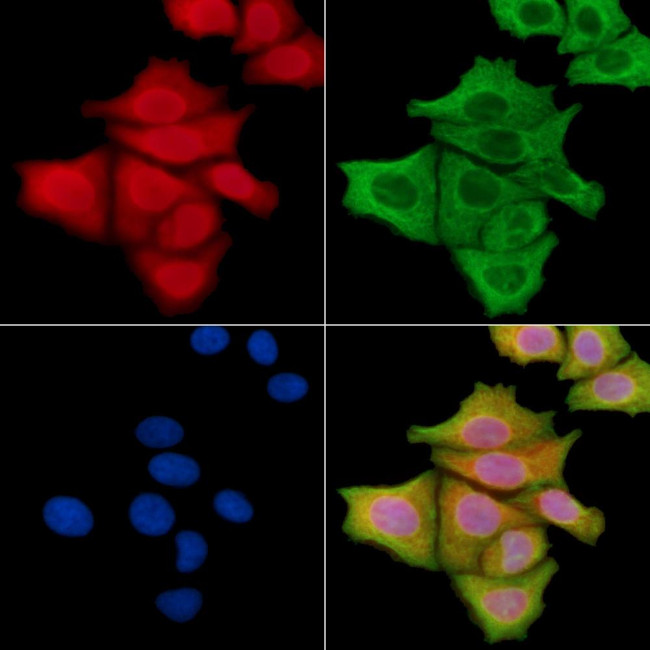 Phospho-JNK1/JNK2/JNK3 (Thr183, Tyr185) Antibody in Immunocytochemistry (ICC/IF)