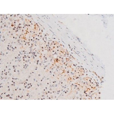 Phospho-JNK1/JNK2/JNK3 (Thr183, Tyr185) Antibody in Immunohistochemistry (Paraffin) (IHC (P))