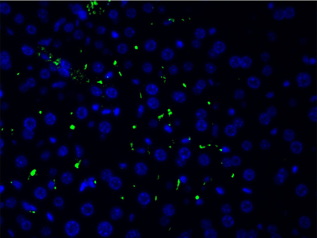 Phospho-LIMK1 (Thr508) Antibody in Immunocytochemistry (ICC/IF)