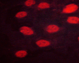 Phospho-IRF3 (Ser386) Antibody in Immunocytochemistry (ICC/IF)